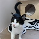 에어묘앤비 이미지