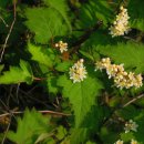 국수나무 이미지