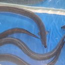 대복장어마을 이미지