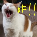 야 이미지