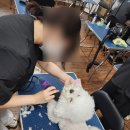 에듀윌국비교육원학원 | 인천애견미용학원 HS평생교육원 국비애견미용학원 실습해본 후기