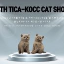 브리티쉬숏헤어 캐터리 이미지