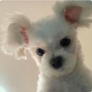 배달돼지 이미지