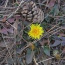 꽃나루 민박 이미지