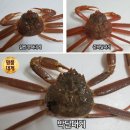 영덕대게사랑동해수산