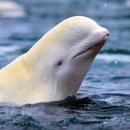벨루가(Beluga) 네이버블로그