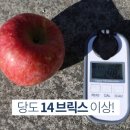 꿀맛 보장 청송 얼음골 사과 당도선별 산지직송 꿀사과 후기