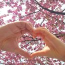 문수사 | 겹벚꽃 명소 서산 문수사 방문 후기(개화시기, 주차 팁)