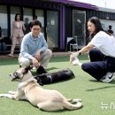 도그어스플래닛 뉴시스