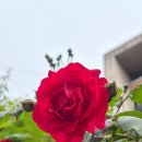 카페요아정먹골점