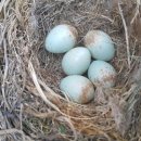 아침 이레 농장 이미지