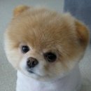 이쁜강아지 이미지