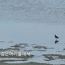 마당바위여울민박 | [인천 섬 여행] 대청도 가볼만한곳 해변사구, 나이테바위, 모래울해변 등, 부부트레킹 섬 일주 완벽 후기