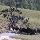 흑석산흑염소농장 이미지