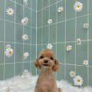 무거동 강아지 미용실 이미지