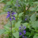 블루세이지 이미지