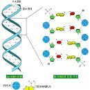 DNA