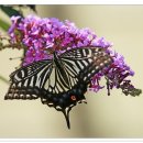 꽃과 나비 이미지