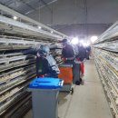 메추리농장 이미지