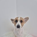 파파독 동해 이미지