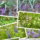 홀뫼민박 이미지