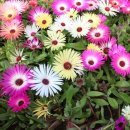 거리로 나온 벨리댄스 2 이미지