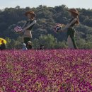 한탄강 잔도길 , 고석정 꽃축제 이미지