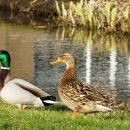 바르다펫 이미지