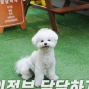 달달하개 네이버블로그