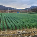 전남도-농협경제지주 전남산 대파 할인[e미래뉴스] 이미지