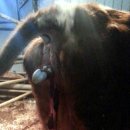 사산축산 이미지