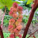 아주까리농장 이미지