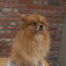 권오성동물병원 이미지