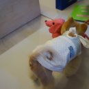 HMC펫케어 이미지