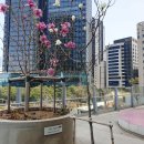 서울로(공덕-서울역) 산책, 차얌 쥬씨 명동점...회현점, 연남동 경의선 숲길(홍대입구역-신촌역) 후기
