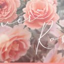 에버로즈 이미지