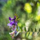 알파명품크리닝 | [M42/수동] 펜타곤 (칼자이스 계열) 광각/ PENTACON. PENTACON 펜타곤 오토 29mm F2.8 : *콜렉터급 *붓...