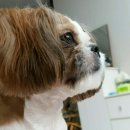 반려견 셀프미용 이미지