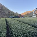 초록풍경 | 🌿 [장군차 산들] 김해에서 만난 초록 풍경, 그리고 솔직한 후기