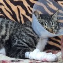 울디 동물병원 이미지