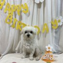 망고네 까까 이미지