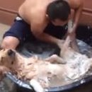 개팔자 상팔자 이미지