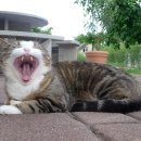 동물병원 공감 이미지