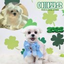 이따봐요 | 부산대 장전동 애견미용 잘하는곳 이따봐요 말티즈 알머리컷