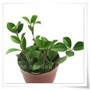 페페로미아 이미지