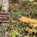 문안목장 | 한밤의 사진편지 제3029호(2024 가을 단풍 여행 둘째 날 후기 [1] - 오준미 / &#39;24/10/30/수)