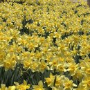 수선화 | [서산 봄꽃 명소] 2025 서산 유기방가옥 수선화 축제 후기🌼 한옥과 봄꽃이 어우러진 힐링 여행지