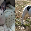 충무로애견 이미지