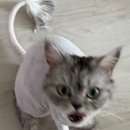 냥이 이발소 이미지