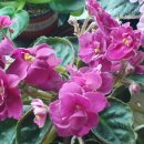 바이올렛 이미지